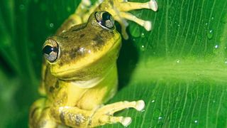 Der Knickzehenlaubfrosch Scinax fuscovarius wurde an vielen Teichen nachgewiesen. (Martin Jansen)