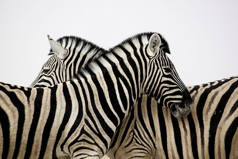 Die Zebras (bis 450 kg)
Zebras sind in der Business-Fauna eng verwandt mit den Einhörnern, allerdings mit einem wichtigen Unterschied: Zebras sind Start-Ups, denen es nicht um Gewinne und exponenzielles Wachstum um jeden Preis geht, sondern die auch auf nachhaltige Werte wie soziale Verträglichkeit achten. Sie sind nicht darauf ausgelegt, alles kahl zu fressen, sondern sorgsam mit den Ressourcen umzugehen. Sie sind zugleich profitabel und gesellschaftlich verträglich. Nie würden sie das eine um das andere opfern. Wachstum ist zwar für Zebras, die vielfach unter der Kategorie der Social Entrepreneurs geführt werden, ebenfalls von Bedeutung, aber stets unter der Prämisse eines positiven Wandels von Wirtschaft und Gesellschaft. Die 2005 gegründete E-Commerce-Website Etsy, die sich auf den Kauf und Verkauf von handgemachten Produkten, Vintage und Künstlerbedarf spezialisiert hat, oder Basecamp, ein Unternehmen, das Start-ups umfassend dabei unterstützt, im Silicon Valley Fuß zu fassen, sind nur zwei Beispiele erfolgreicher Zebras. (gemeinfrei © Cuyahoga)