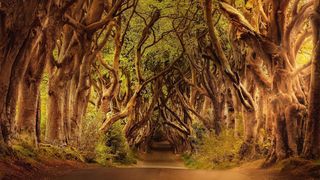 Wo API-Management und Security zusammenwachsen, bieten sie belastbaren Schutz für Anwendungen.  (Bild: Darkmoon_Art auf Pixabay)