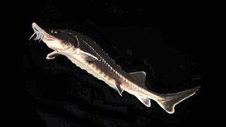 Der Beluga-Stör (Huso huso) zählt neben anderen Süßwasser-Megafauna-Arten wie der Riesenbarbe zu den Süßwasser-Fischen, die durch Staudämme gefährdet sind. (Zeb Hogan)