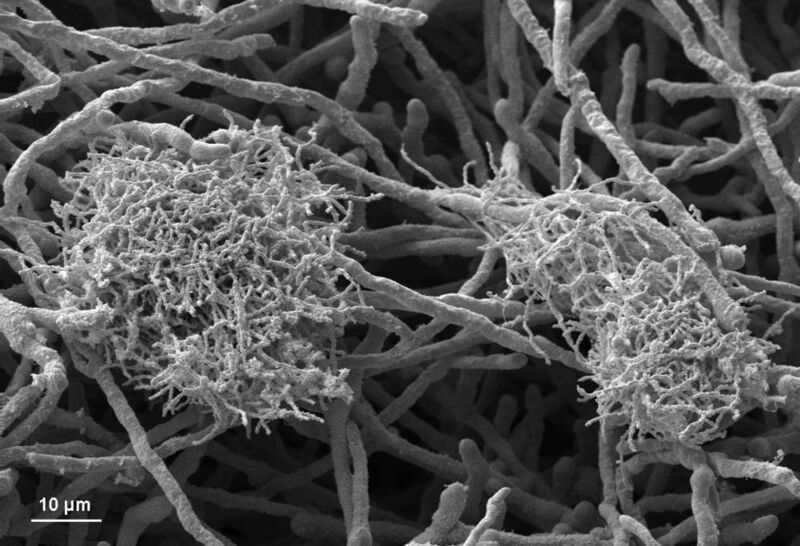 Flocken des Bakteriums Streptomyces hygroscopicus in engem Kontakt mit Mycel von Aspergillus nidulans.  (Bild: HKI/FSU)