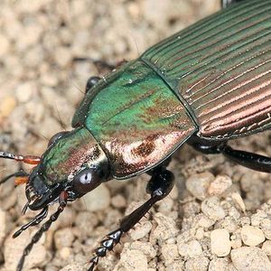 Der Kupferfarbene Buntgrabläufer (Poecilus cupreus) ist ein häufiger Nützling in der Agrarlandschaft.