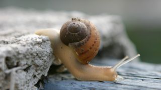 An ordinary garden snail produces an astonishing variety of mucus types using just one molecular building block. (Source: TCartdesign)