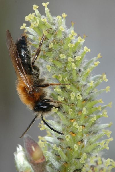 Wildbiene an einem weiblichen Weidenkätzchen (Bild: Prof. Dr. Stefan Dötterl)