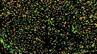 Ohne das Signal zur Enthüllung ihrer DNA werden die Adenoviren (rot) an den Kernporen-Strukturen der menschlichen Zelle (grün) gestoppt. (Michael Bauer, UZH)