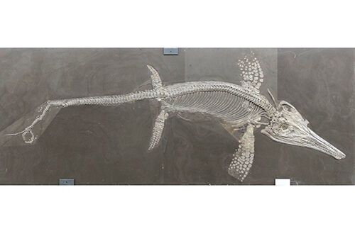 This very complete specimen of the ichthyosaur Suevoleviathan is from the Early Jurassic of Germany. Many excellently preserved ichthyosaur fossils are known from this time and have been collected from the UK and Germany. Mary Anning from Lyme Regis is intimately associated with fossil collection and found the first recognized ichthyosaur fossils in 1810.  (Dr Ben Moon & Dr Tom Stubbs)