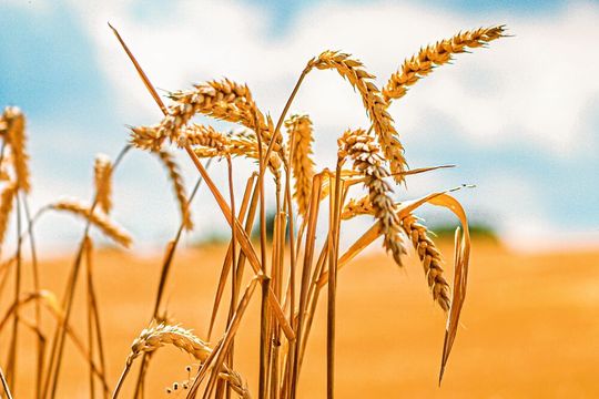 Forschende der TUM identifizieren in internationalen Wissenschaftsteams in Experimenten die ungenutzten genetischen Ressourcen zur Steigerung der Weizenerträge in der ganzen Welt (Symbolbild). Forschende der TUM identifizieren in internationalen Wissenschaftsteams in Experimenten die ungenutzten genetischen Ressourcen zur Steigerung der Weizenerträge in der ganzen Welt (Symbolbild).