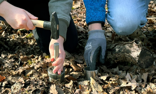 Probenentnahme im Wald(Bild:  Eva Maria Wittmann)