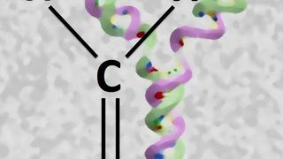 Formaldehyd (COH2), das in Zellen entsteht oder aus der Umwelt stammt, kann DNA und Proteine vernetzen. Das neu entdeckte Reparaturenzym Wss1 kann den Proteinanteil von DNA-Protein-Vernetzungen zerlegen. Zellen sind dadurch in der Lage, die Replikation erfolgreich zu beenden. (Bild: MPI für Biochemie/ S. Jentsch)