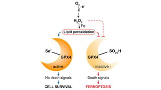 Grafische Zusammenfassung der Cell-Publikation, rechts: Dr. Carsten Berndt (links) und Dr. Gereon Poschmann (rechts) vor dem Gerät, mit dem mittels Massenspektrometrie der Redoxzustand der Glutathionperoxidase 4 (siehe links) bestimmt wurde. (Ingold et al., Cell, 2017 / HZM / Uni Düsseldorf)