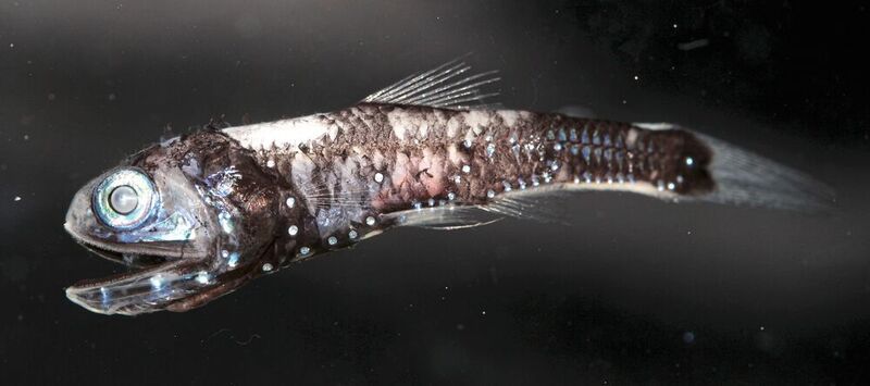 Der Laternenfisch besitzt Leuchtorgane und eine erhöhte Anzahl an Rhodopsin-Genen. (Zuzana Musilová; Karls-Universität, Prag)