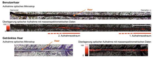 Abb. 3: Ergebnisse der Haaranalyse per MALDI QTOF-MS: Längsschnitte(Bild:  Shimadzu)