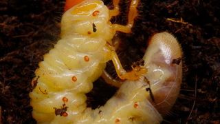 Die Larve des Maikäfers (Melolontha melolontha) wird als Engerling bezeichnet. Sie verbringt mindestens drei Jahre unter der Erde, wo sie sich von Pflanzenwurzeln ernährt. (Bild: © Marc Beringer, Institut für Pflanzenwissenschaften, Universität Bern, Schweiz)