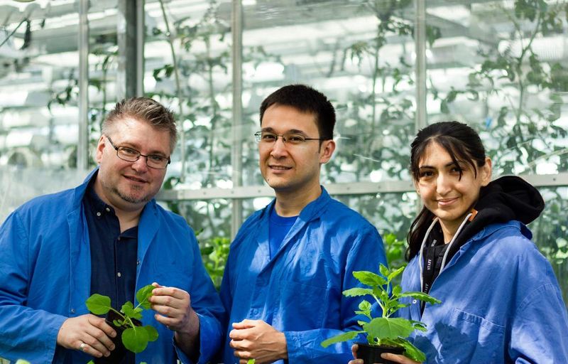 Sebastian Schornack (left), Temur Yunusov (middle) and Midhat Ubaid (right) at the Sainsbury Laboratory, University of Cambridge. (University of Cambridge)