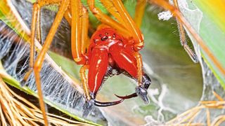 Spinnen wie dieser Ammen-Dornfinger (Cheiracanthium punctorium), produzieren komplexe Gifte. (Wolfgang Dibiasi)