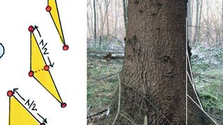 Vorgehensweise der Zugdreiecksmethode und Übereinstimmung in der Natur am Wurzelanlauf einer Fichte. (KIT)