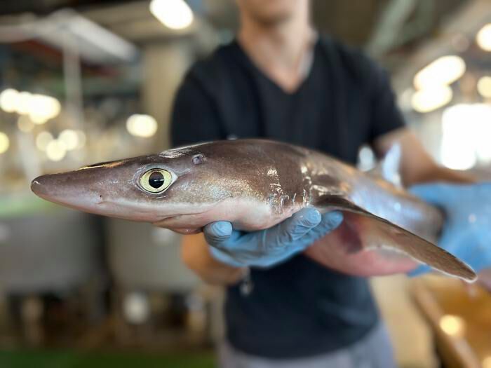 Spiny dogfish (Squalus acanthias), a small shark species, at the Marine Biological Laboratory, Woods Hole.