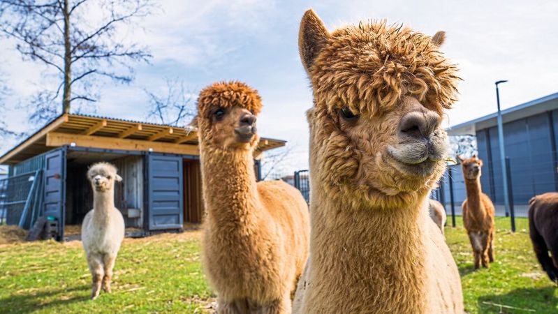 Am Autohaus Paul Lüske in Cloppenburg befindet sich eine Alpaka-Weide.(Bild:  Andreas Ronnecker)