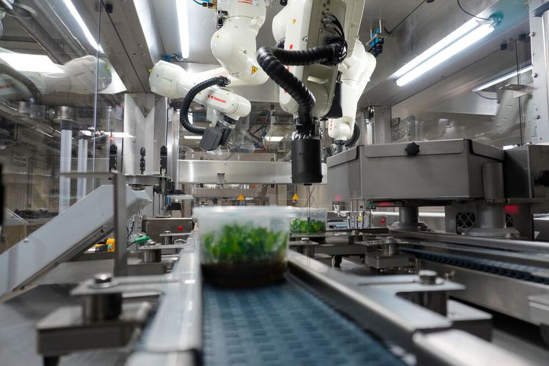 Vier präzise und schnelle Kawasaki-Roboter, ein High-end-Kamerasystem, ein Laser und eine leistungsstarke KI: Das Ro-Bo-Cut-System revolutioniert die Pflanzenvermehrung. (Bild: Kawasaki Robotics)