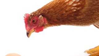 Abb. 1: Nicht erst seit dem Skandal um Fipronil-belastete Lebensmittel – Ei und Huhn im Fokus der Lebensmittelkontrolle (©olhastock - stock.adobe.com)