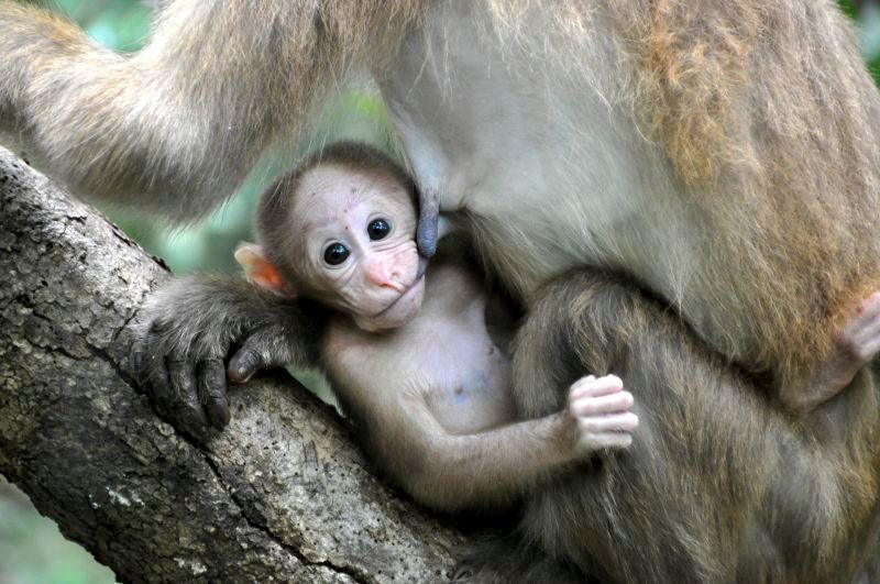 Im immergrünen Bergwald Thailands wird ein Assammakakenjunges von der Mutter gesäugt. (Deutsches Primatenzentrum/Andreas Berghänel)