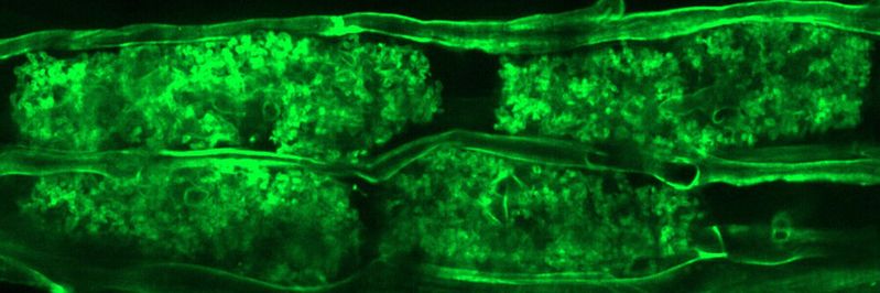 Arbuskuläre Mykorrhizastrukturen innerhalb der Wurzelrindenzellen von L. japonicus.(Bild:  Kiran Raj, IPB, modifiziert von Raj et al. Science Advances)