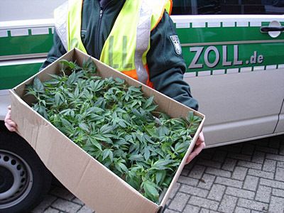 Insgesamt 800 Cannabis-Setzlinge stellte der Zoll in Frankfurt/Oder sicher. Drei bis vier Monate später wären die Pflanzen erntereif gewesen. (Archiv: Vogel Business Media)