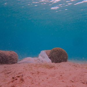 (Alexis Pey - Thalassa)