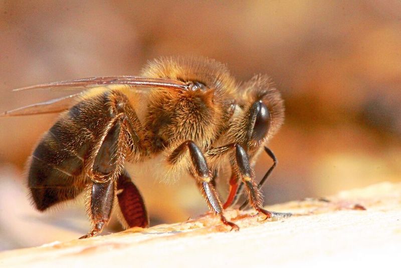 Die Dunkle Biene (Apis mellifera mellifera) (Dunkle Biene / Jürg Vollmer / CC BY-SA 4.0)