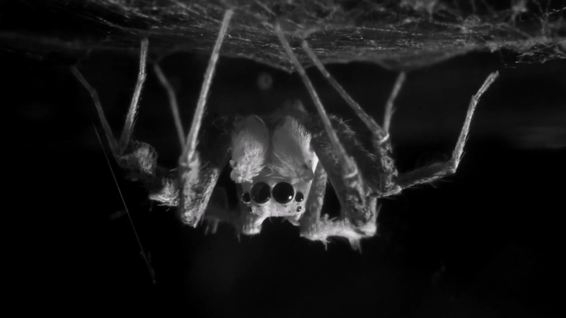 Die Springspinne Portia fimbriata – in Schlafposition kopfüber unter ihrem selbst gesponnenem Netz. Ob sie auch träumt, haben Forscher aus Bonn untersucht.(Bild:  Daniela C. Rößler)