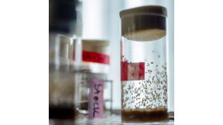 Anzucht der Essigfliegen im Labor für vergleichende Untersuchungen. (Anna Schroll / MPI für chemische Ökologie)