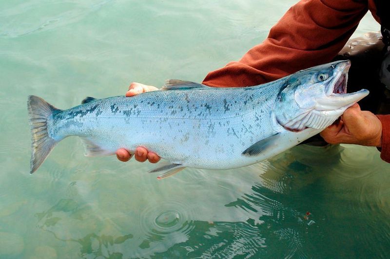The researchers say that there is an increasing volume of research suggesting that fish can feel pain, although to date this has proved difficult to measure. (Pixabay)