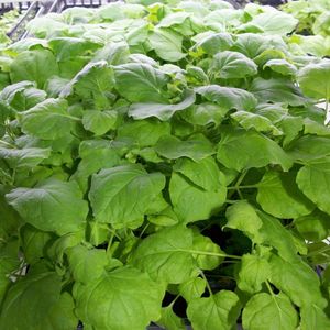 (Bild: Universität für Bodenkultur Wien)