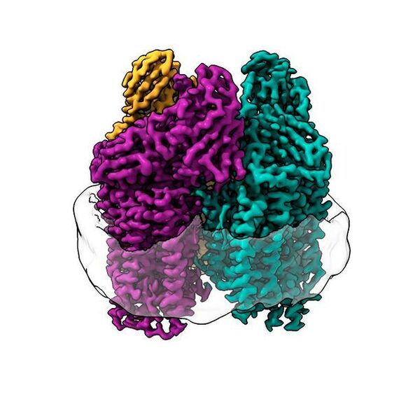 Cryo-EM illuminated never-before-seen structures in the membrane of the protein. (Northwestern University)