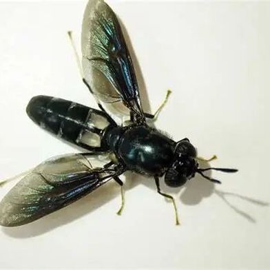 So sieht die schwarze Soldatenfliege (Black Soldier Fly = BSF) aus. Der erste Eindruck lässt auf einen üblichen Zweiflügler schließen. Doch der Schein trügt, denn ihre Larven sind wahre Proteinreaktoren, deren Fleiß man jetzt nahrungsmitteltechnisch ausnutzen will ... (Bild: Fly Friends)