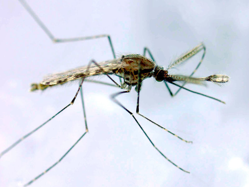 Das TEP1-Gen beeinflusst, ob weibliche Anopheles-Mücken eine Infektion mit Malaria-Erregern abwehren können. In männlichen Mücken kontrolliert es dagegen die Fruchtbarkeit. (Bild: MPI für molekulare Zellbiologie und Genetik/ C. Panagiotidis)