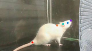 Although the main study focused on responses to K. 448 by Mozart, four other musical pieces were also played to the human and animal participants: Born This Way by Lady Gaga, Another One Bites the Dust by Queen, Beat It by Michael Jackson and Sugar by Maroon 5.  (Source: 2022 Ito et al.)