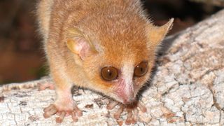 Ein Grauer Mausmaki (Microcebus murinus) im Kirindy-Wald. Hohe Cortisol-Werte in den
Haaren der Tiere weisen auf chronischen Stress hin, was mit einer begrenzten
Lebenserwartung einhergeht. (Anni M. Hämäläinen/Deutsches Primatenzentrum GmbH)