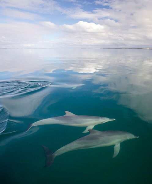 Delfine in der Shark Bay (www.sharkbaydolphins.org und © Simon Allen)