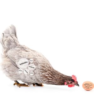 Abb.1: Der Einsatz von Antibiotika im Hühnerstall birgt die Gefahr, dass Rückstände nicht nur äußerlich der Eischale anhaften, sondern ebenso auch in das Innere des Eis gelangen können.