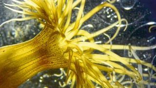 Symbiotische Seeanemone der Art Exaiptasia diaphana. Anhand dieses Modellsystems konnten Zellbiologen der Universität Heidelberg nachweisen, dass intrazelluläre Symbiosen zwischen Korallen und Mikroalgen aus der Gruppe der Dinoflagellaten von der Fähigkeit der Algen abhängen, das Immunsystem ihrer Wirtszelle gezielt zu unterdrücken. (Natascha Bechtoldt)