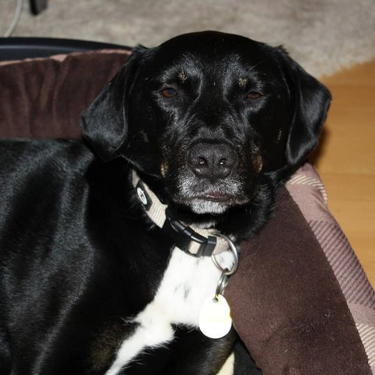 Researchers at Linköping University study show that the interaction between dog and human is connected to the wellbeing of the animal. Researchers at Linköping University study show that the interaction between dog and human is connected to the wellbeing of the animal.