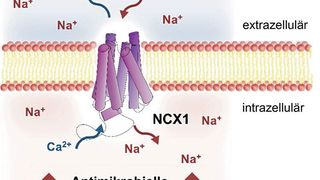 Natrium/Calcium-Austauscher 1 (NCX1) vermittelt Natrium-Einstrom in Makrophagen unter natriumreichen Bedingungen und steigert dadurch deren antimikrobielle Schlagkraft. (Bild: DOI: 10.1371/journal.pbio.3000722, Fig. 10 / P. Neubert et al / CC BY 4.0)