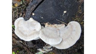 Der Bittere Saftporling (Amaropostia stiptica) enthält eine der bittersten bekannten Verbindungen. (Bild: Postia stiptica / Jerzy Opioła / CC BY-SA 3.0)