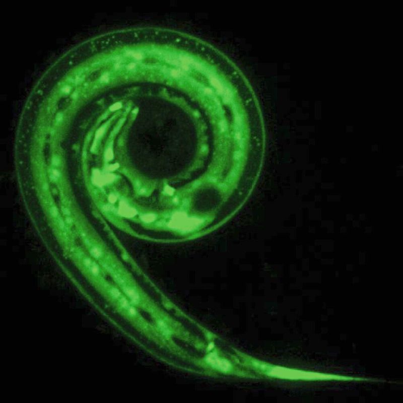 C. elegans-Wurm, der ein Gen exprimiert (in grün), das die Produktion der antimikrobiellen Moleküle (AMP) fördert.