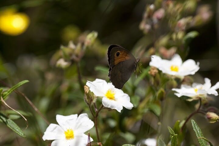 Männchen des Schmetterlings Maniola jurtina (Bild: L.E.L. Raijmann)