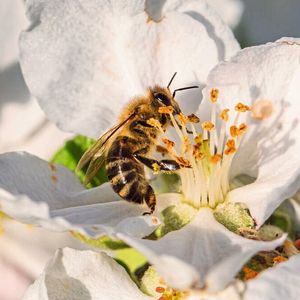 Honigbienen sind unverzichtbare Bestäuberinnen für Kultur- und Wildpflanzen. Zu ihrem Schutz fördert die Deutsche Bundesstiftung Umwelt (DBU) ein Projekt zur Erforschung einer Bekämpfungsmethode gegen Varroamilben. (Bild:  Herwig Winter/piclease)