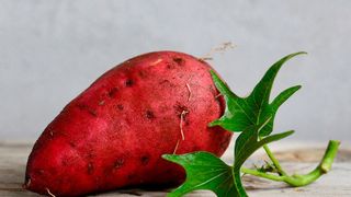 Süßkartoffeln (Ipomoea batatas) werden bei uns immer beliebter (Symbolbild) (gemeinfrei)