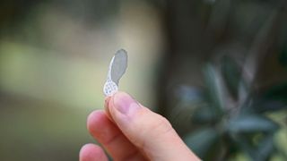 Vorbild aus der Natur: Das aerodynamische Design der Umweltsonsoren ist Ahornsamen nachempfunden. Die 3D-gedruckten Sensoren verteilen sich nach einem Abwurf aus der Luft so besser in der Umgebung. (Bild: IIT)