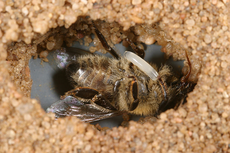 Eine Brutzelle mit einer Biene auf der ein Bienenwolfei liegt. (© Erhard Strohm)